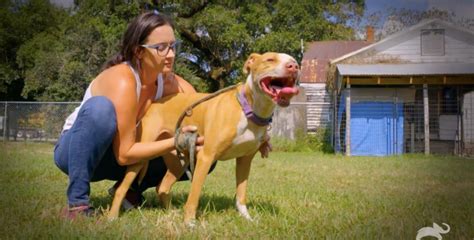 Here's Why 'Pit Bulls and Parolees' Is Ending .